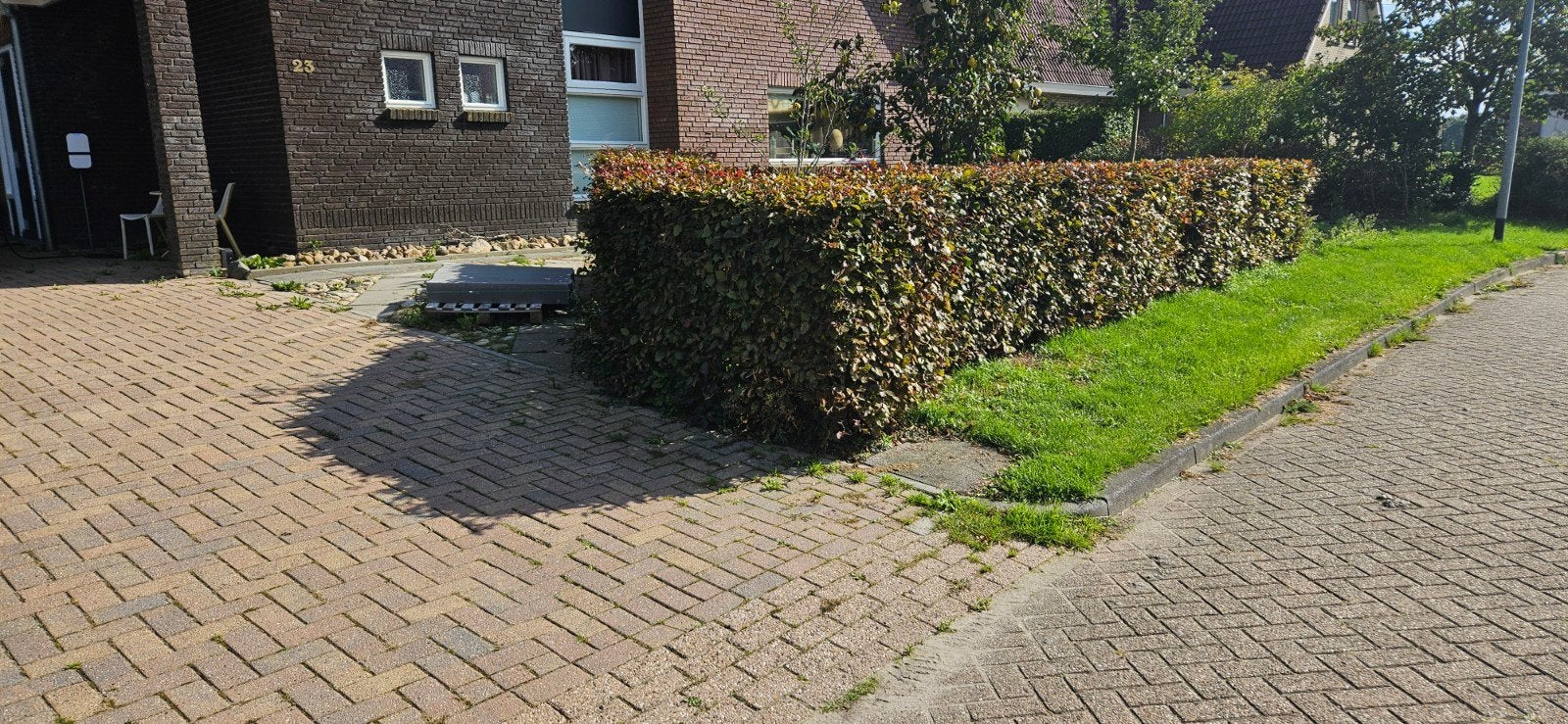 Rode Beukenhaag - 25m dubbele rij, ca. 1m hoog, Ophalen, Beukenhaag, 100 tot 250 cm