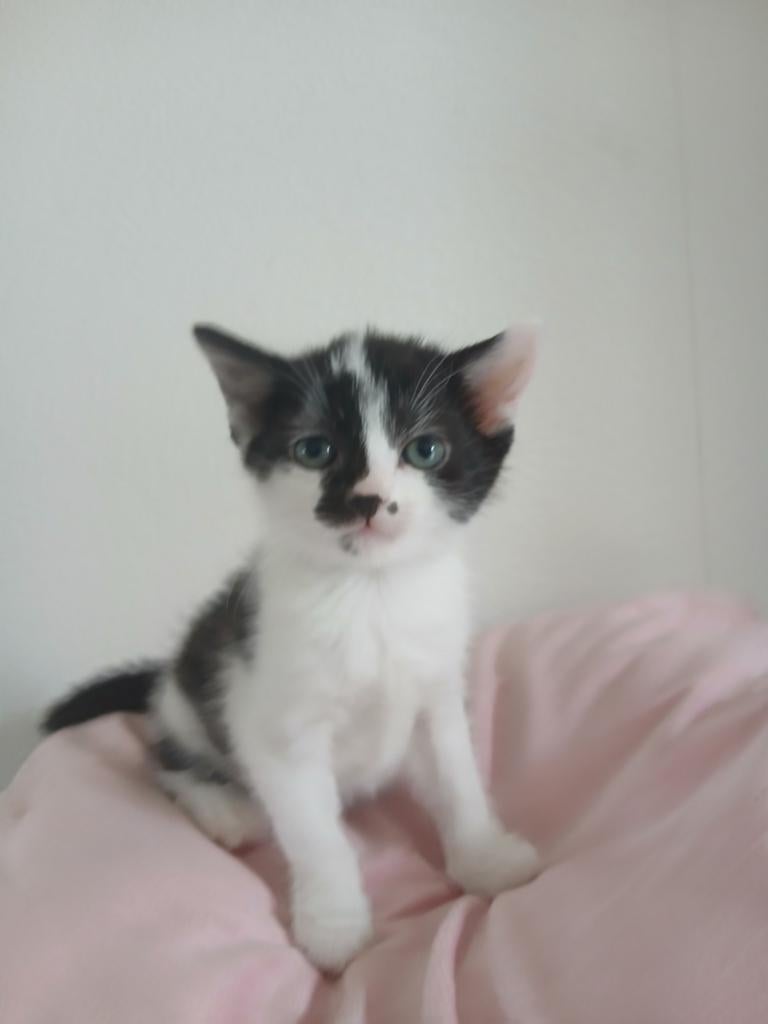 Kitten een meisje 8 april geboren., Dieren en Toebehoren, Poes