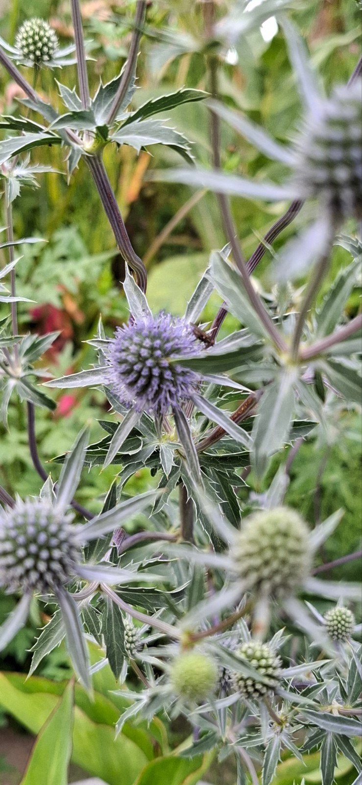 Kruisdistel paars, Tuin en Terras, Bloembollen en Zaden, Ophalen of Verzenden, Najaar, Volle zon, Zaad