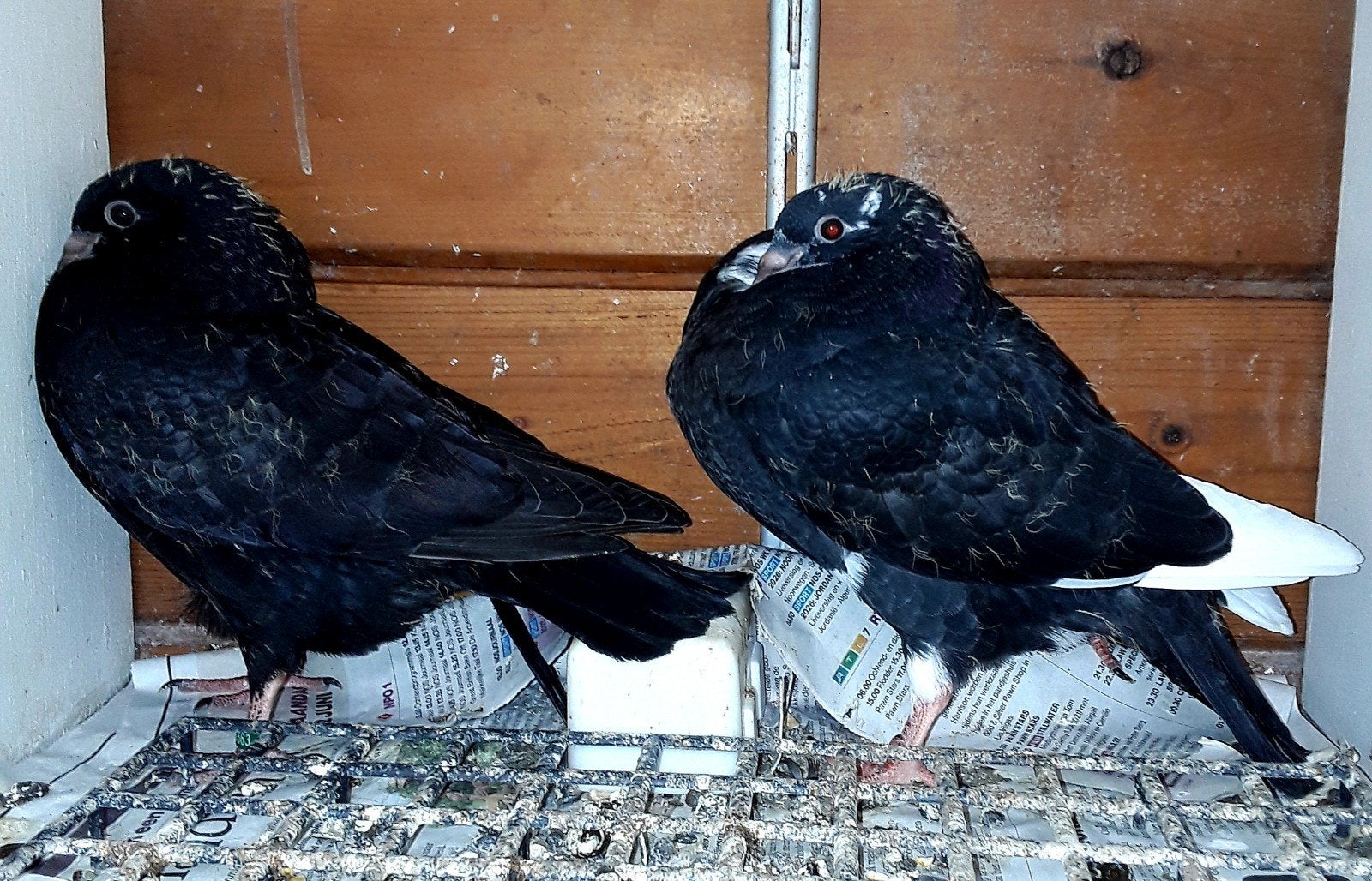 gaditano kropper  piepertjes, Dieren en Toebehoren, Geslacht onbekend, Kropper