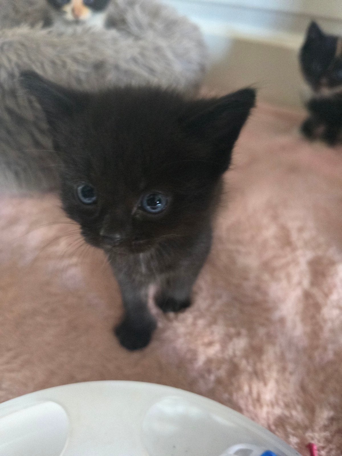 Superlief zwart katertje, Meerdere dieren, Kortharig, 0 tot 2 jaar