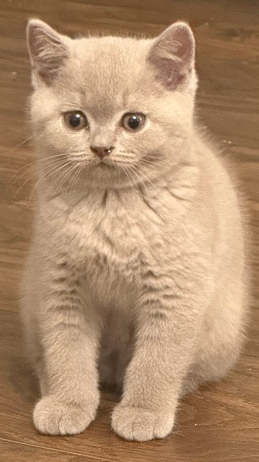 Britse korthaar met stamboom, Poes, Met stamboom