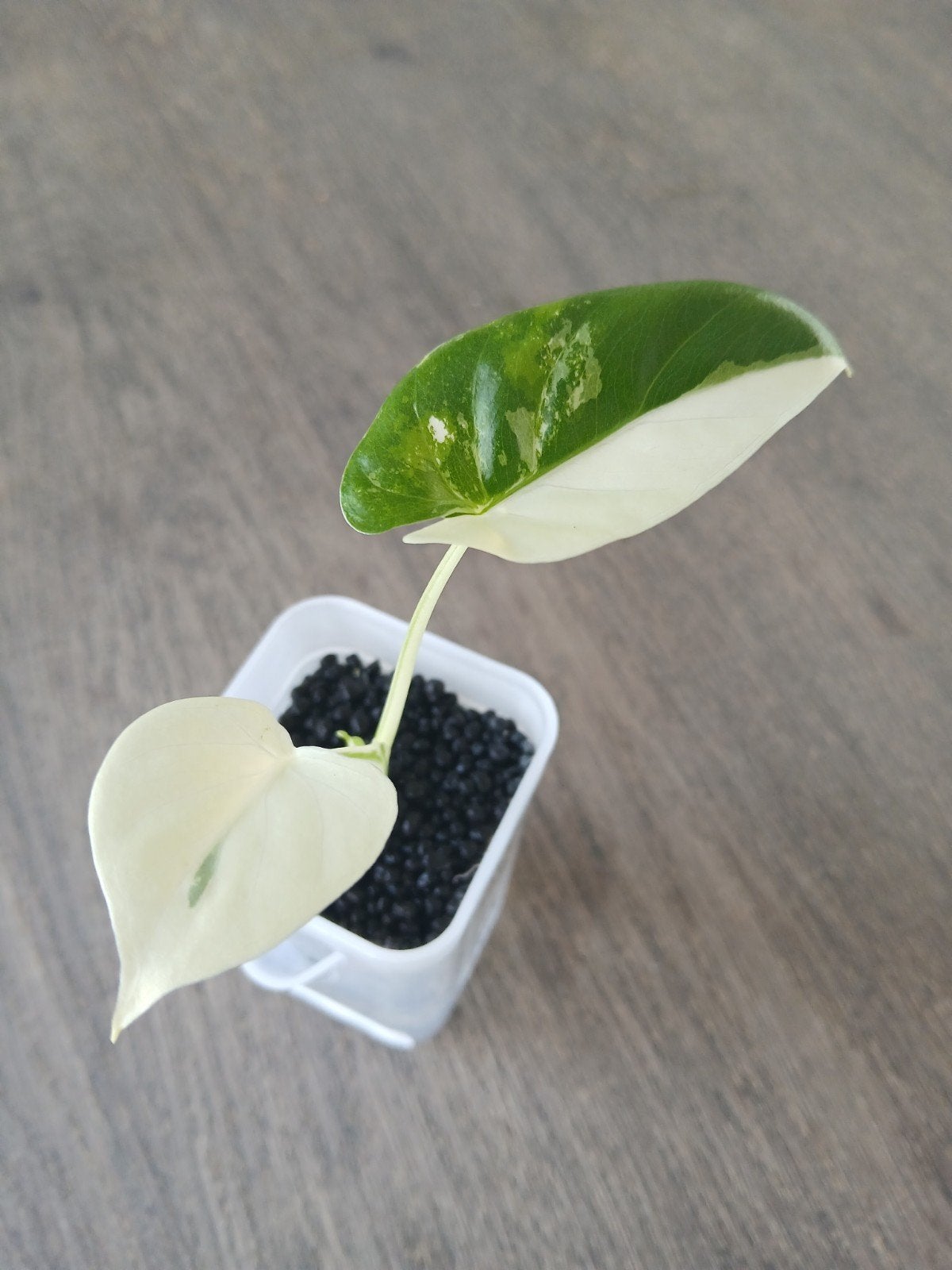 Alocasia Odora variegata, Ophalen of Verzenden, Halfschaduw, Minder dan 100 cm