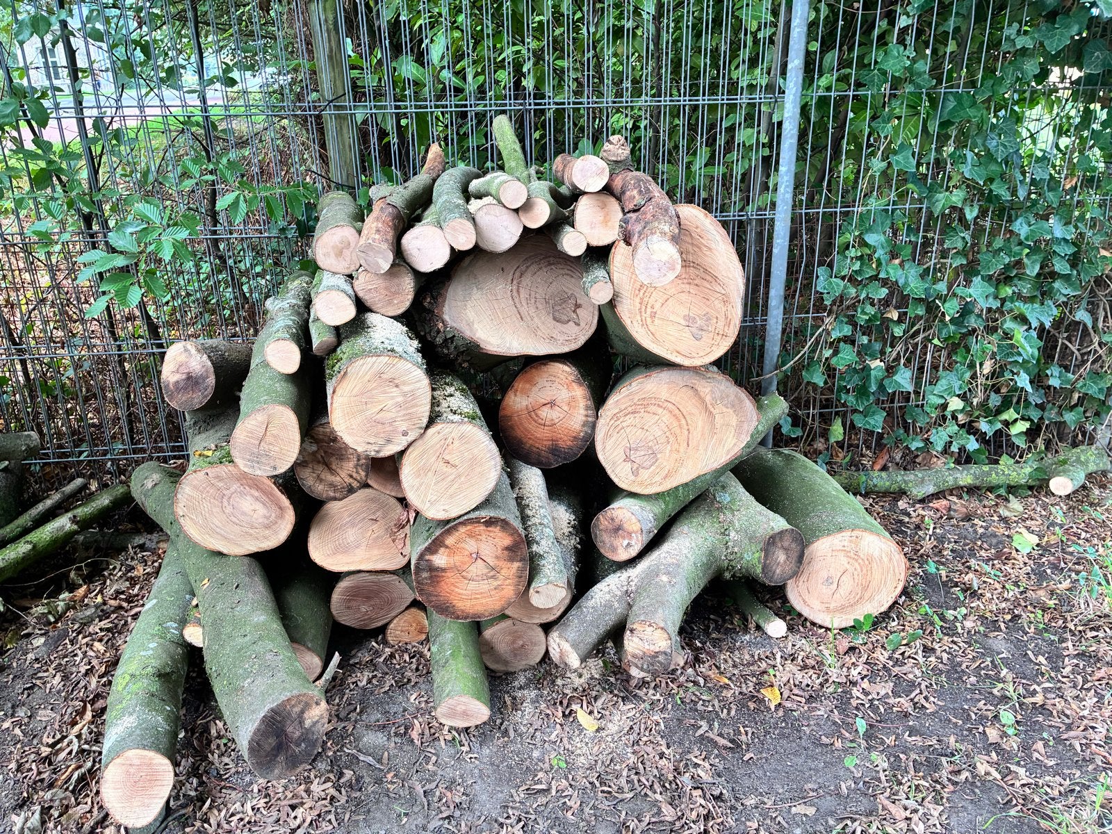 Brandhout: Beuken- en Lindenhout (niet gedroogd), Minder dan 3 m³, Ophalen, Beukenhout, Blokken