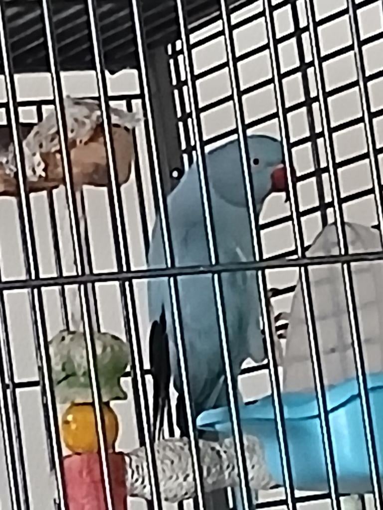 2 halsbandpakieten  1 jaar zijn ze, Dieren en Toebehoren, Vogels | Toebehoren, Ophalen, Kooi-accessoires