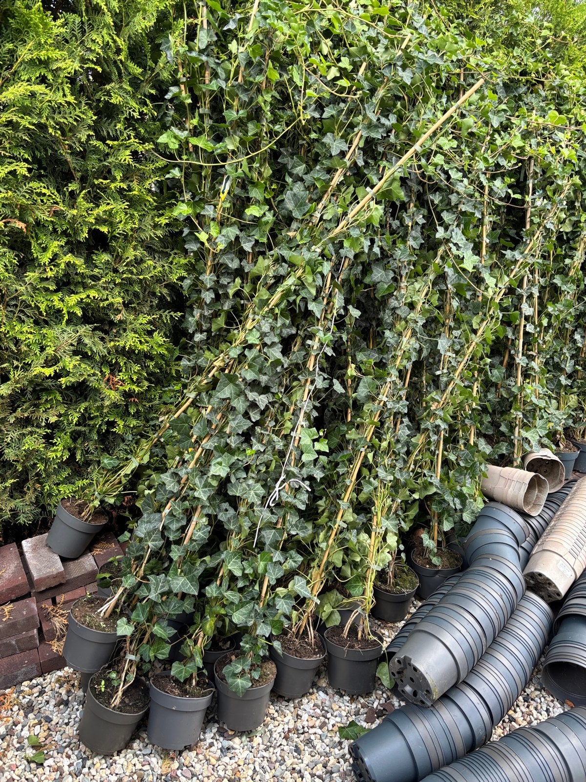 Hedera Hibernica - Klimop in diverse maten, Tuin en Terras, Ophalen, Vaste plant, Bloeit niet, Halfschaduw
