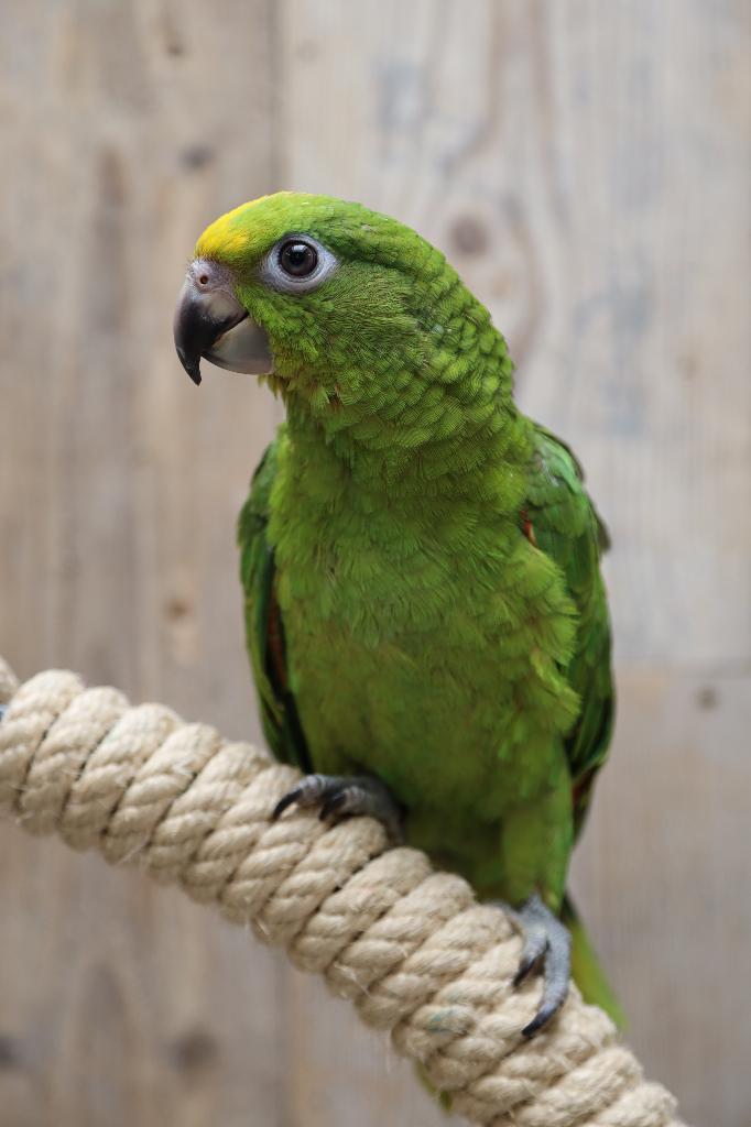 Jonge Geel voorhoofd Amazones | Handtam | Nieuwsgierig, Meerdere dieren, Papegaai, Pratend