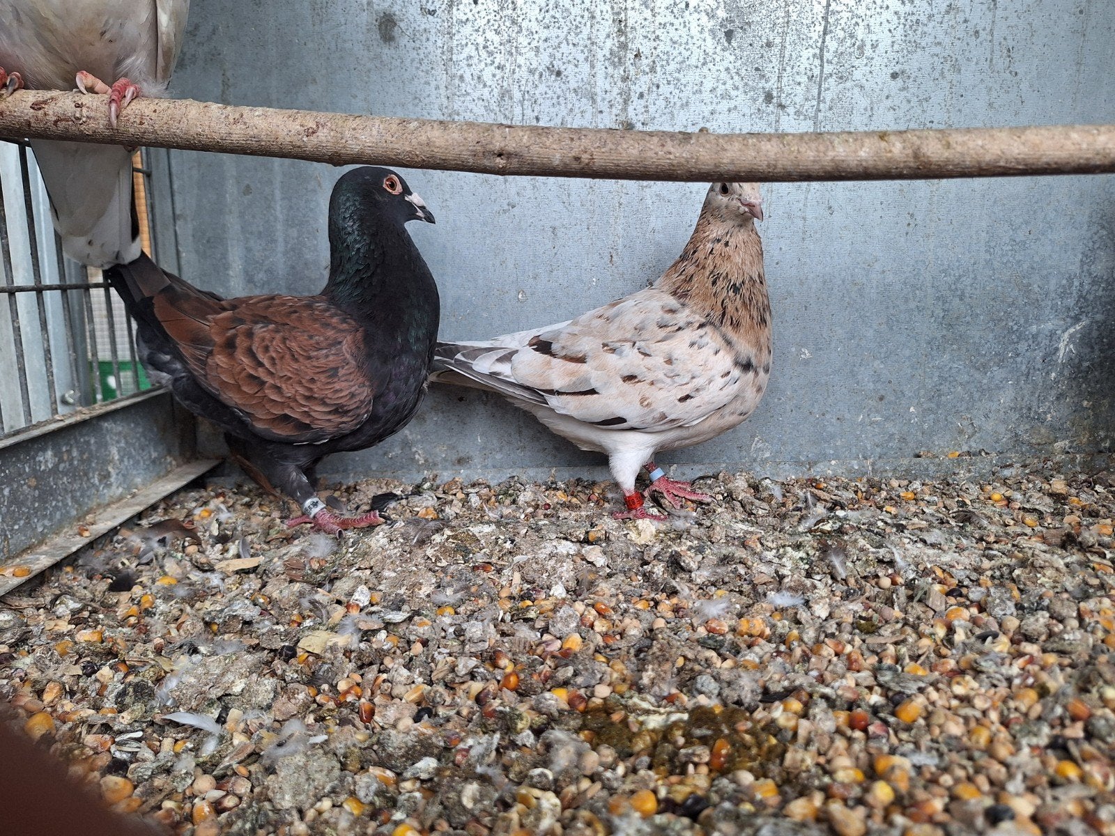 fokkoppels kleur postduiven almond x kite tt waardig, Dieren en Toebehoren, Meerdere dieren, Geringd
