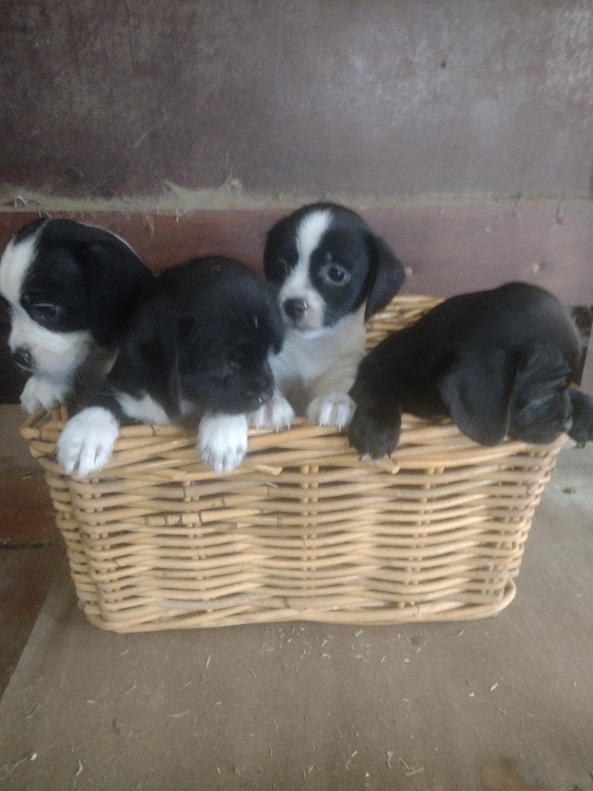 leuke kruising pups, 8 tot 15 weken, Meerdere, Meerdere dieren, Klein
