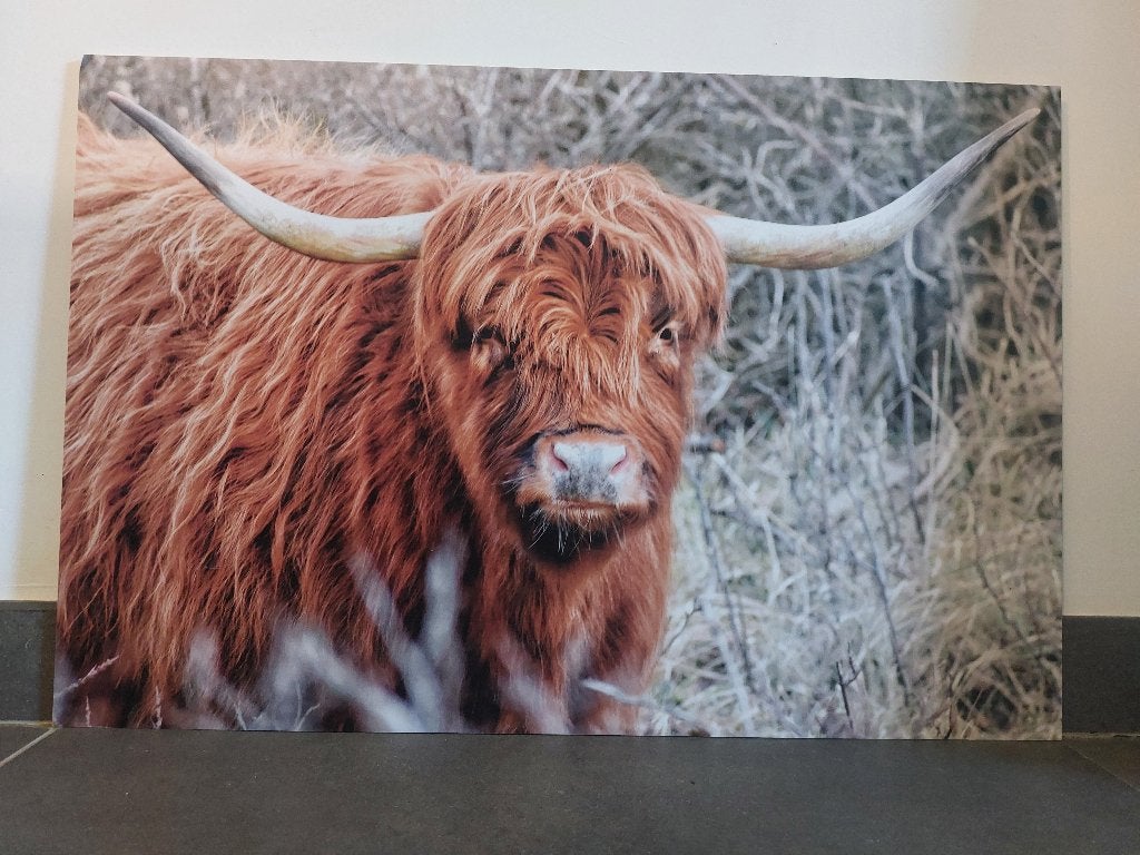Foto Schotse Hooglander, Huis en Inrichting, Woonaccessoires | Schilderijen, Tekeningen en Foto's, Ophalen of Verzenden, Zo goed als nieuw