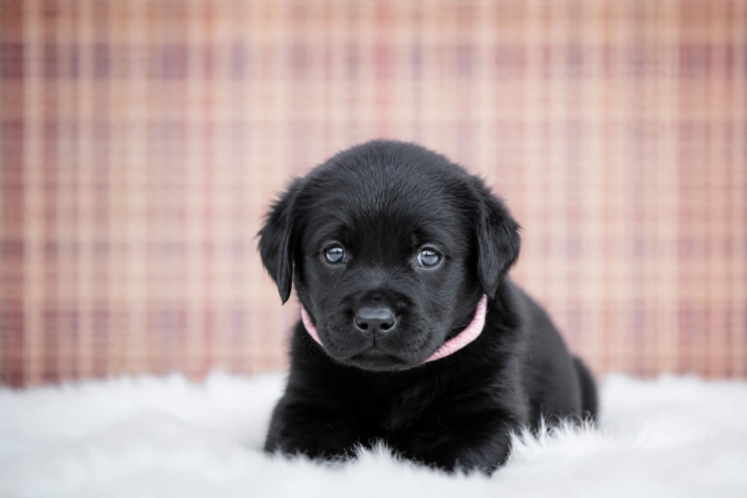 stabij x labarador  pups nu nog 1 teefje, Dieren en Toebehoren, Overige rassen, 8 tot 15 weken, Meerdere, Meerdere dieren