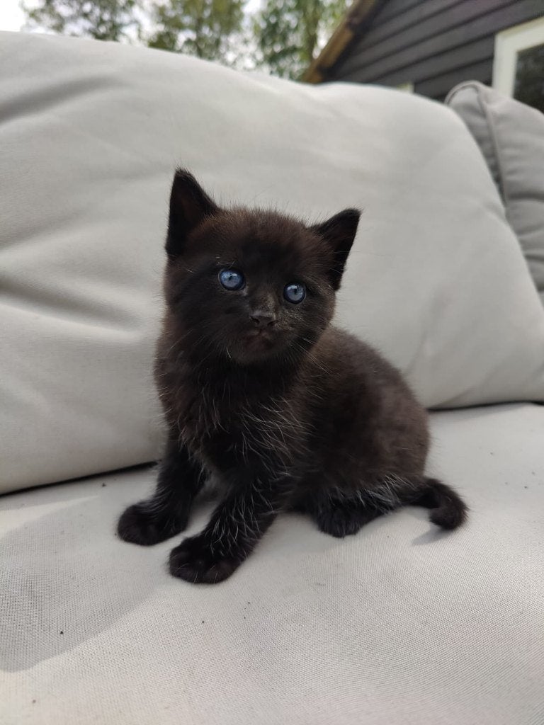 Kitten, Dieren en Toebehoren, Katten en Kittens | Raskatten | Korthaar, Kater, 0 tot 2 jaar