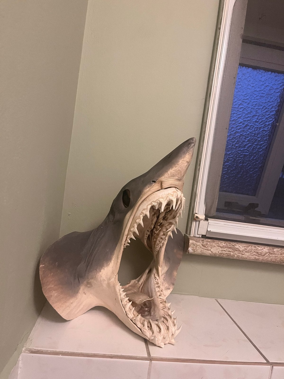 Mako Haai Kaak - Uniek Decoratiestuk - taxidermi, Verzamelen, Ophalen of Verzenden, Gebruikt