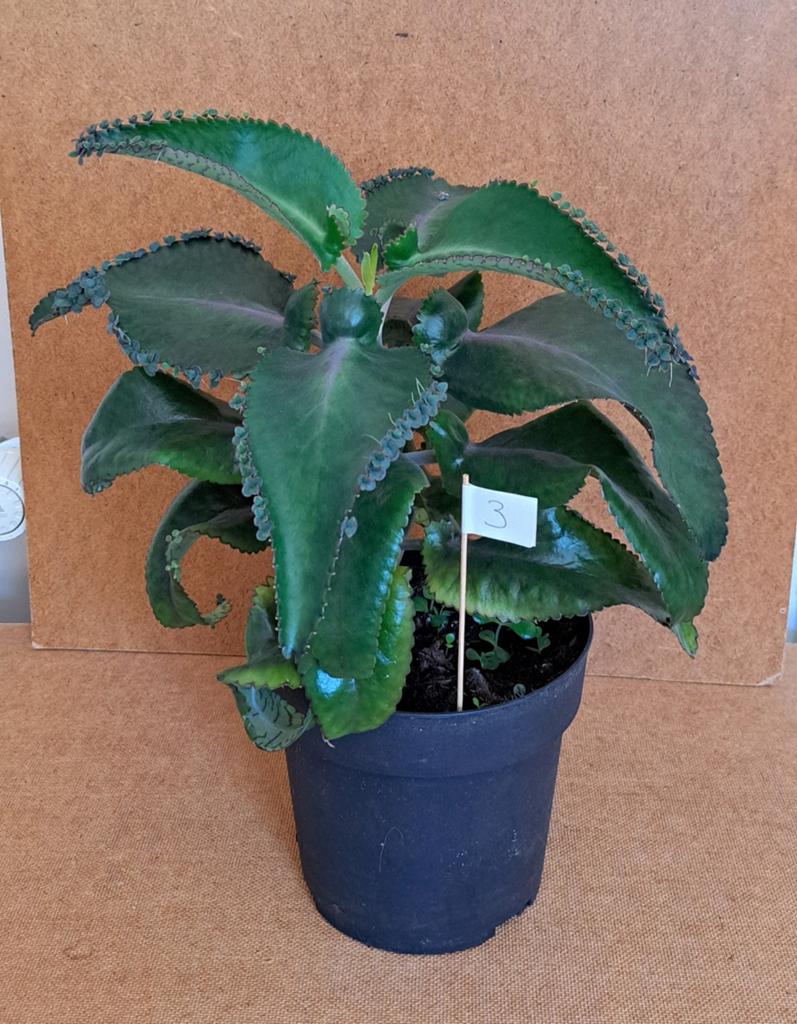 Kalanchöe diagremontiana (mother of thousands, bommenwerper), Ophalen, Halfschaduw, Minder dan 100 cm