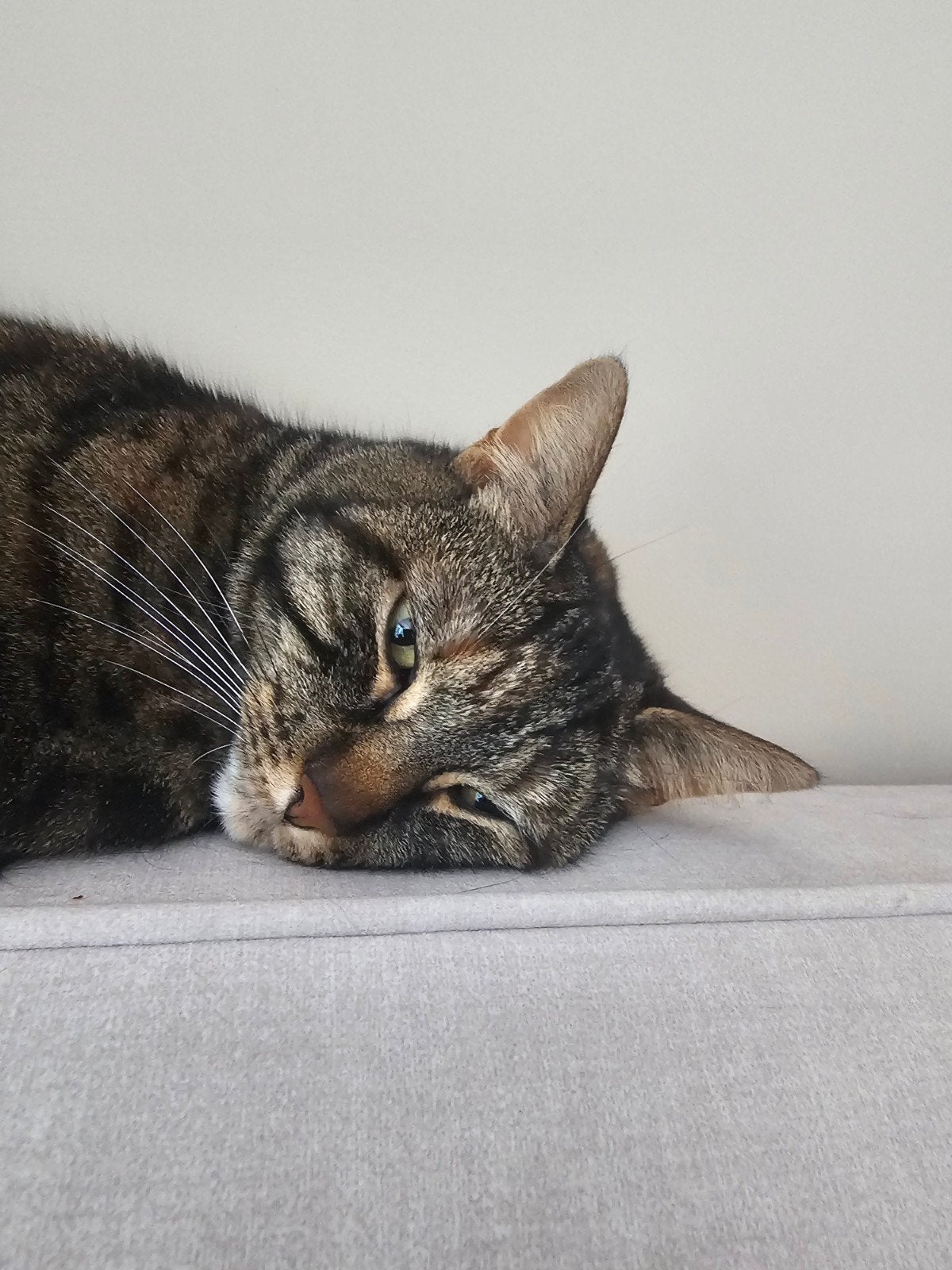 Gezocht: Gouden mandje voor Nala en Nami, Dieren en Toebehoren, Katten en Kittens | Overige Katten, Poes