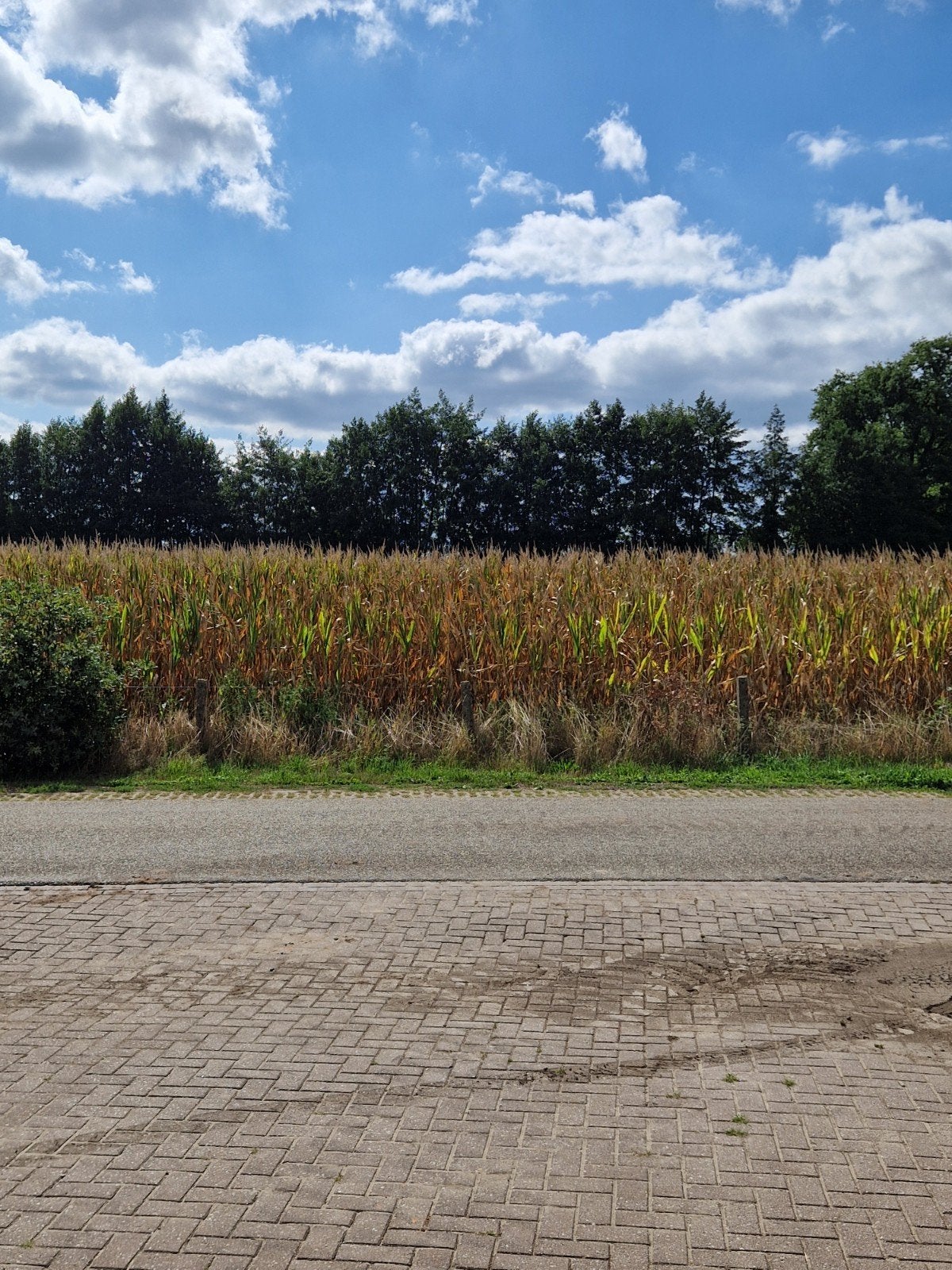 Te koop: 8 hectare 100 dagen mais, Geslacht onbekend, Geit