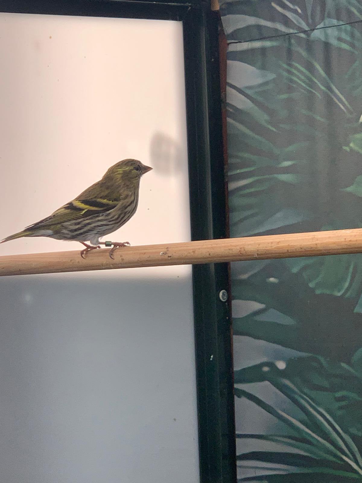 Koppelsijzen, Meerdere dieren, Wildzangvogel