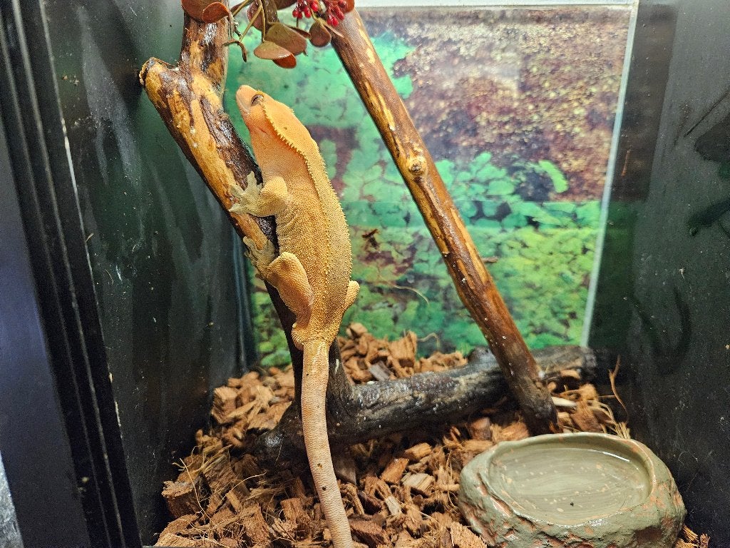 Correlophus ciliatus Wimpergekko's