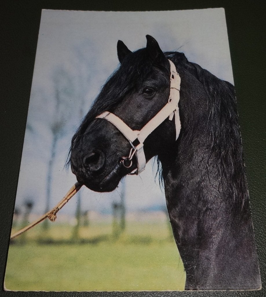 Paarden - Zwarte kuif - KHo04, Verzamelen, Ophalen of Verzenden, 1980 tot heden, Ongelopen, Paard
