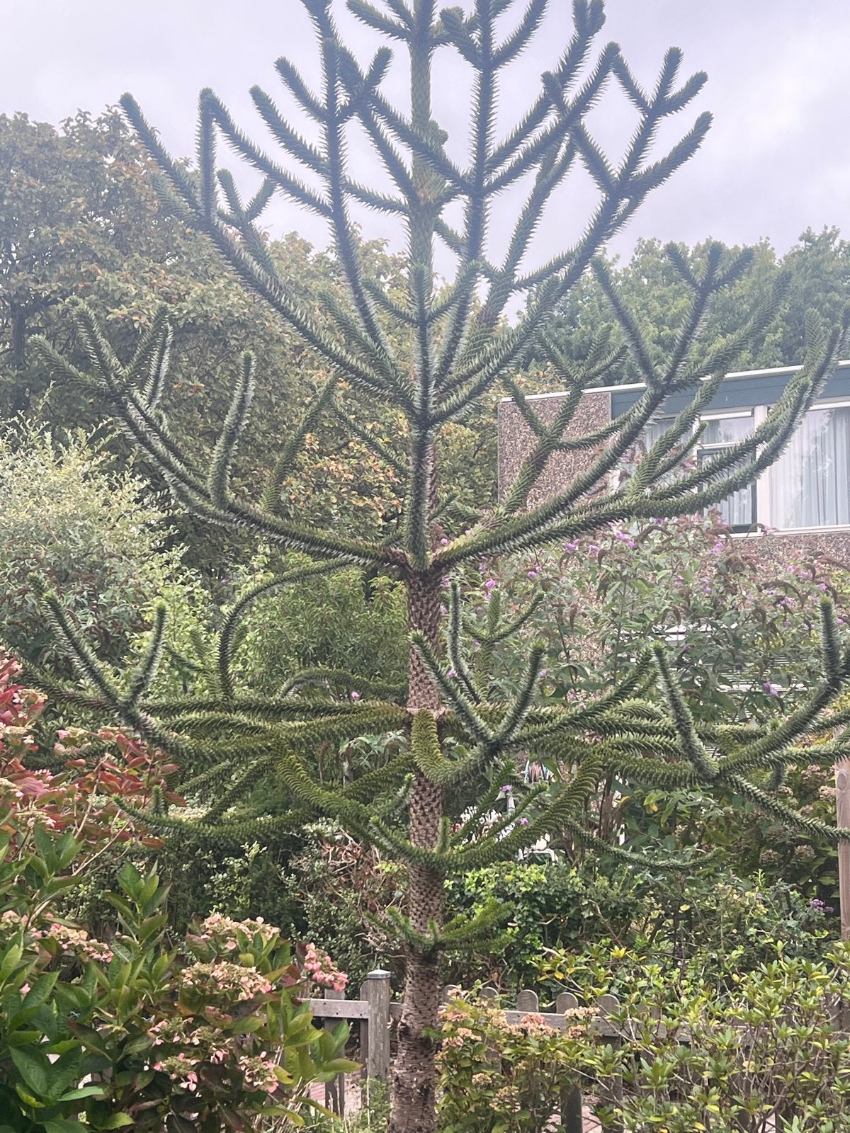Unieke Apenboom (Araucaria araucana) - Grote blikvanger, Volle zon, Bloeit niet, 400 cm of meer, Overige soorten