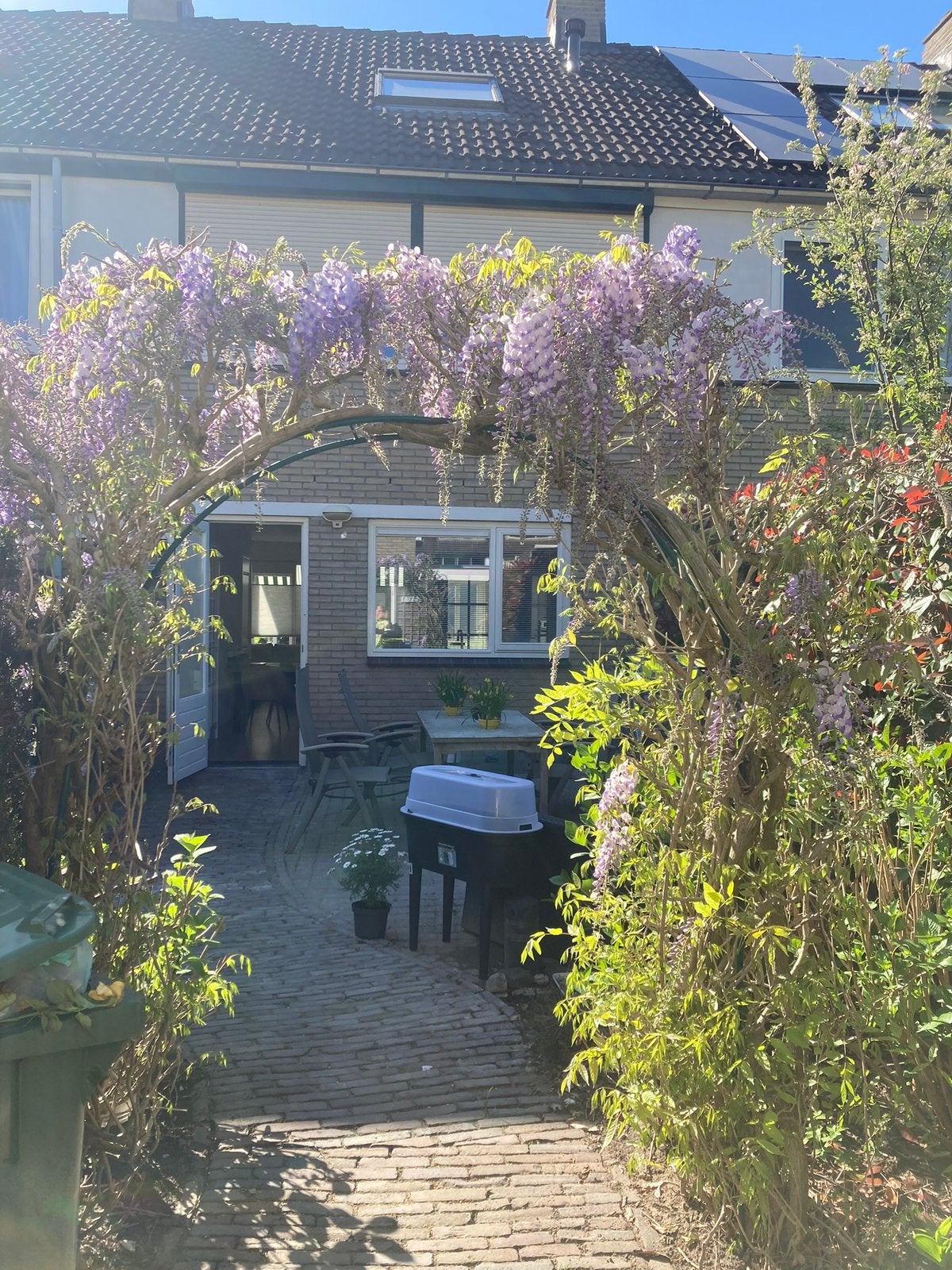 Blauwe regen / wisteria boogvorm, Ophalen, Overige soorten, 100 tot 250 cm