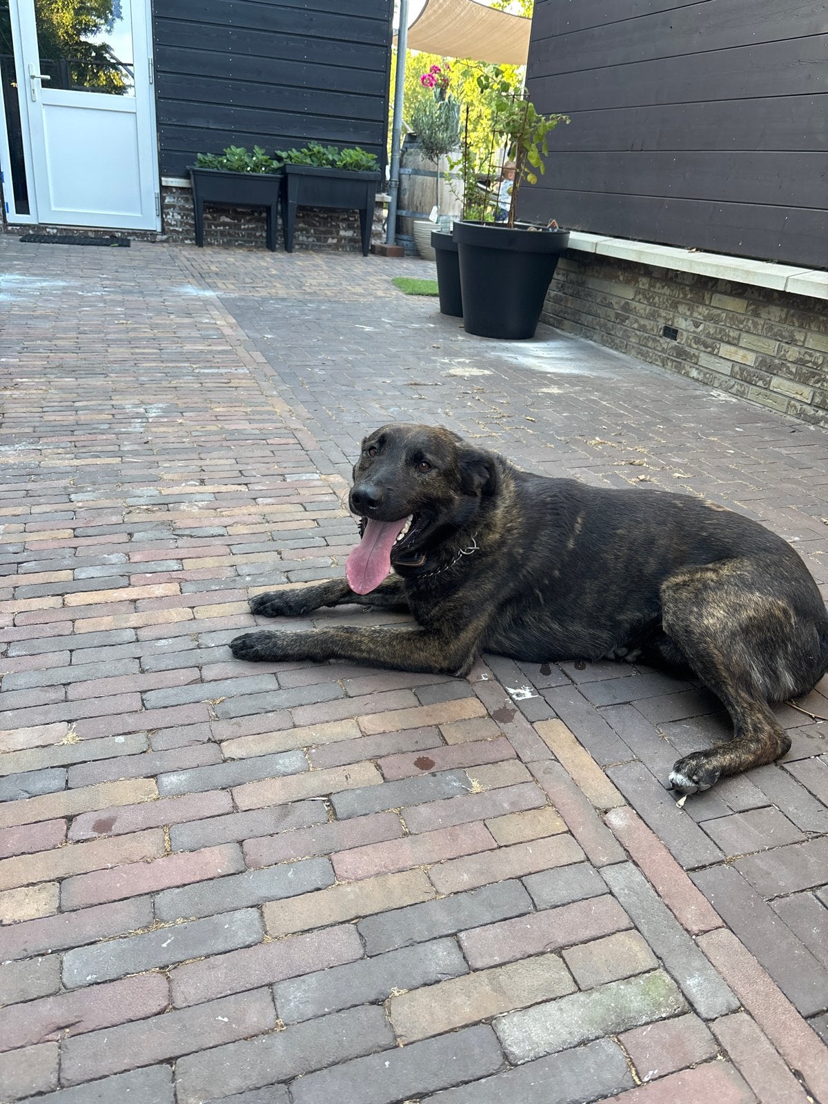 Hollandse Herder x Border Collie, Reu, Parvo, Eén hond, Nederland