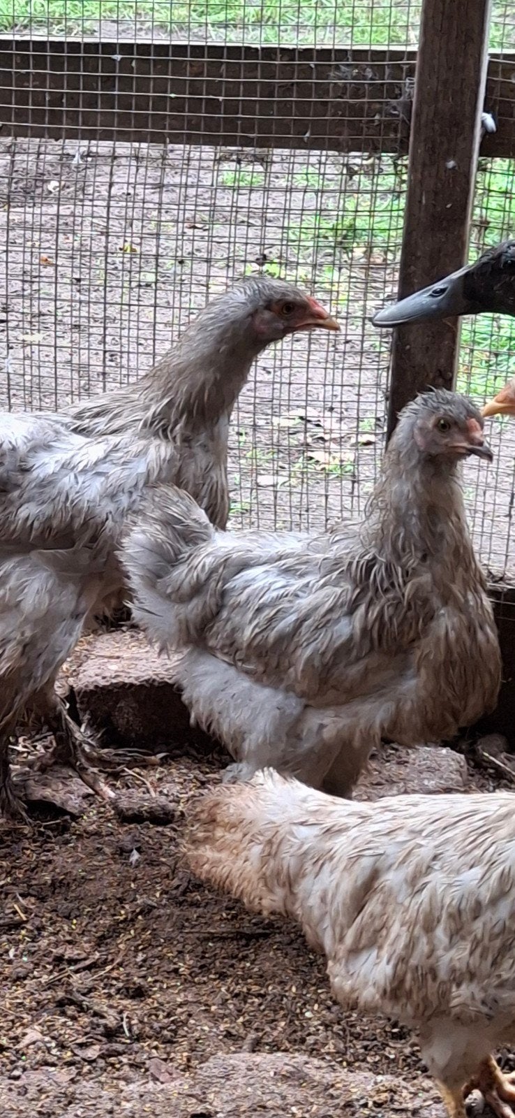 trio brahma isabel., Dieren en Toebehoren, Meerdere dieren, Kip