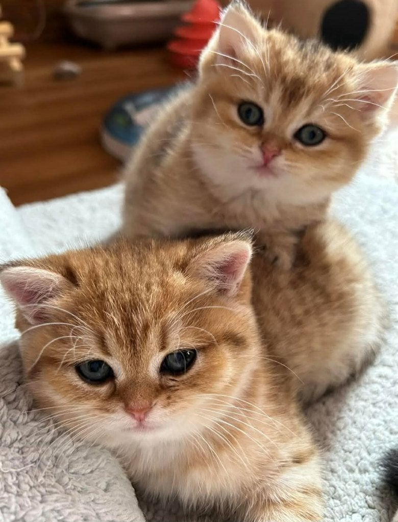 Britse Golden, Dieren en Toebehoren, Kater, Gechipt