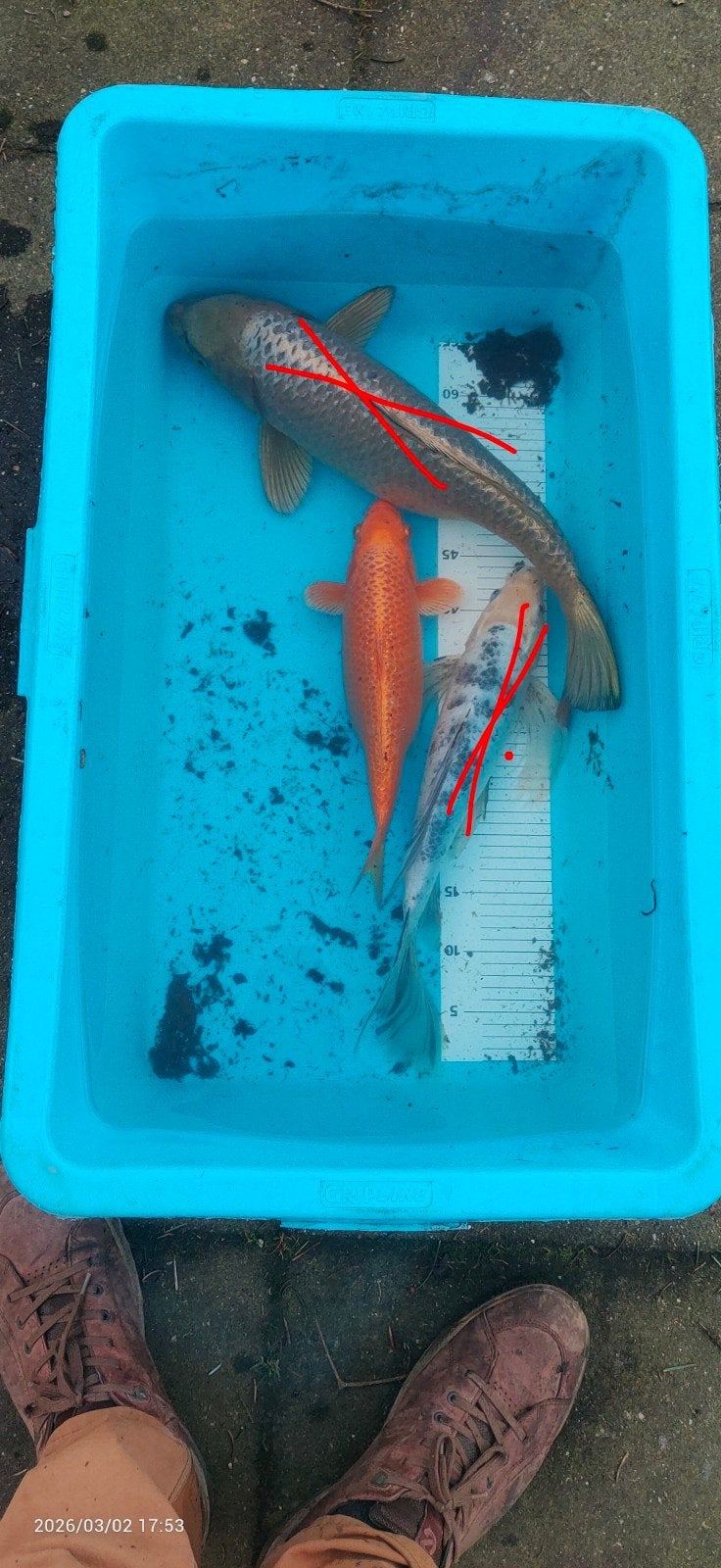 koi karpers, Dieren en Toebehoren