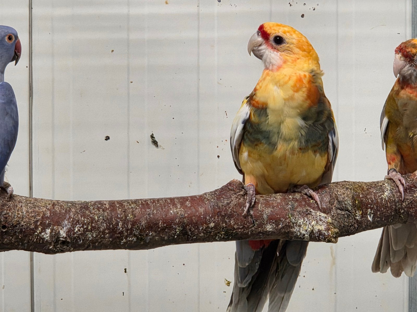 Koppel bonte pennanten, Dieren en Toebehoren