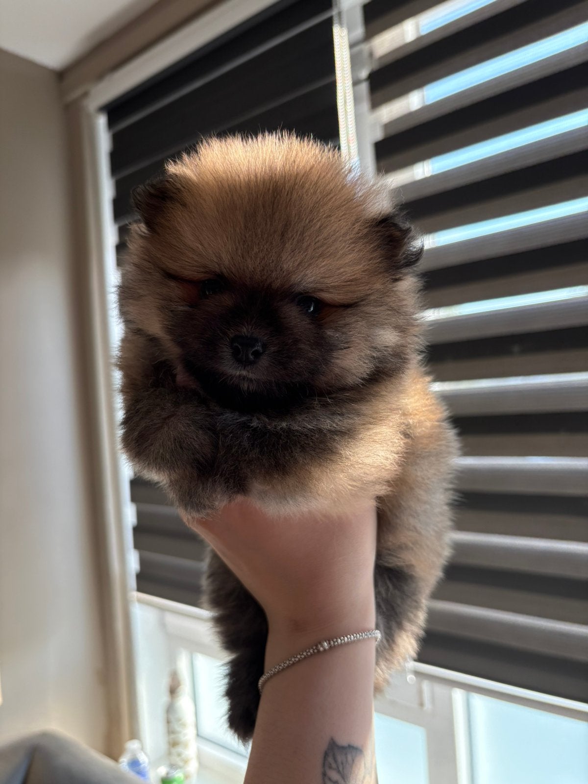 Pomeranian Pups te koop, Dieren en Toebehoren, Honden | Poolhonden, Keeshonden en Oertypen, Parvo, 8 tot 15 weken, Meerdere, Meerdere dieren
