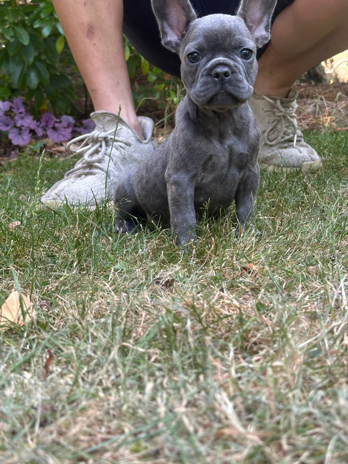 Franse bulldog blue brindle laatste reutje 💙, HCC (leverziekte), Reu, 8 tot 15 weken, Bulldog