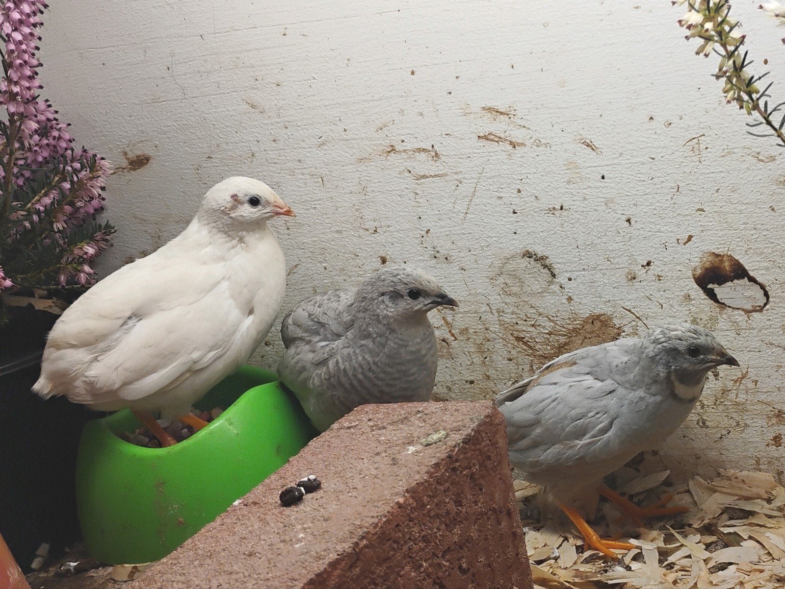 Broedeieren Chinese dwergkwartels, Meerdere dieren