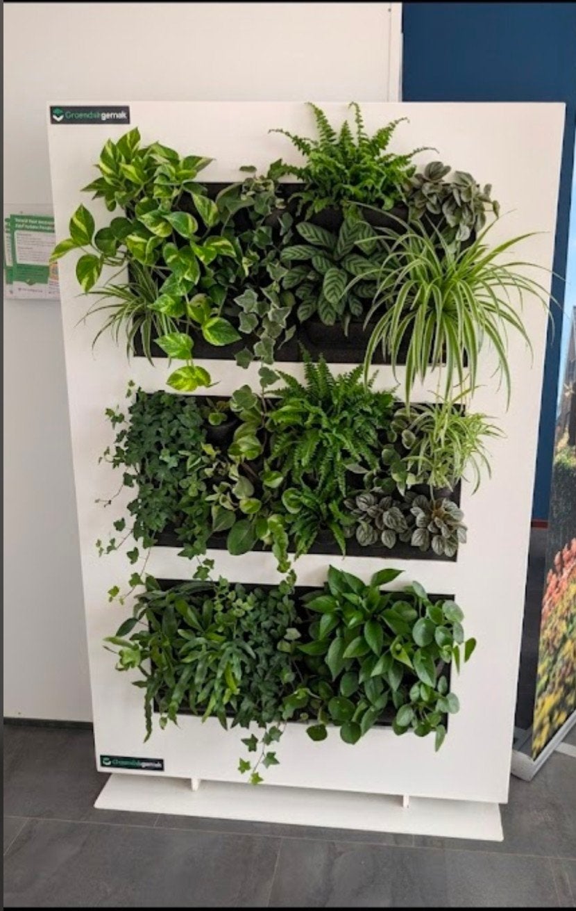 Zelfvoorzienende Plantenwand livedivider met Watertank, 200 cm of meer, Overige soorten, In pot, Groene kamerplant