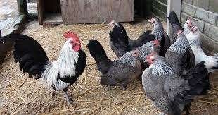 HOLLANDSE KRIELTJES., Dieren en Toebehoren, Pluimvee, Vrouwelijk, Kip