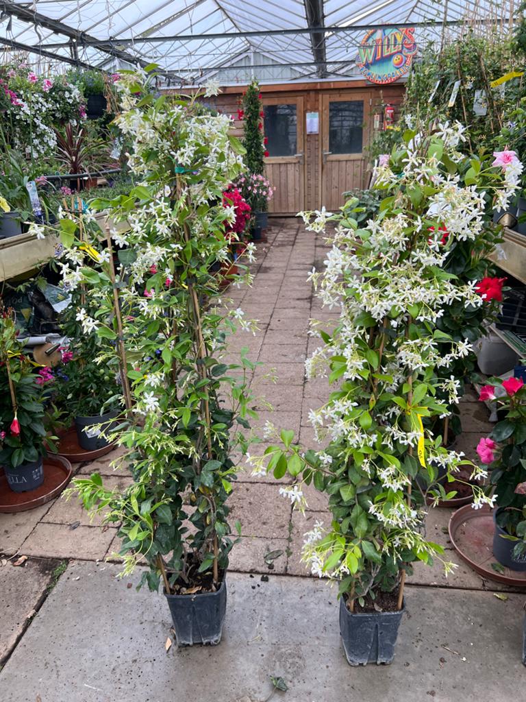 Toscaanse jasmijn 120 cm - Veel bloemen, Ophalen, Volle zon, Vaste plant, Klimplanten