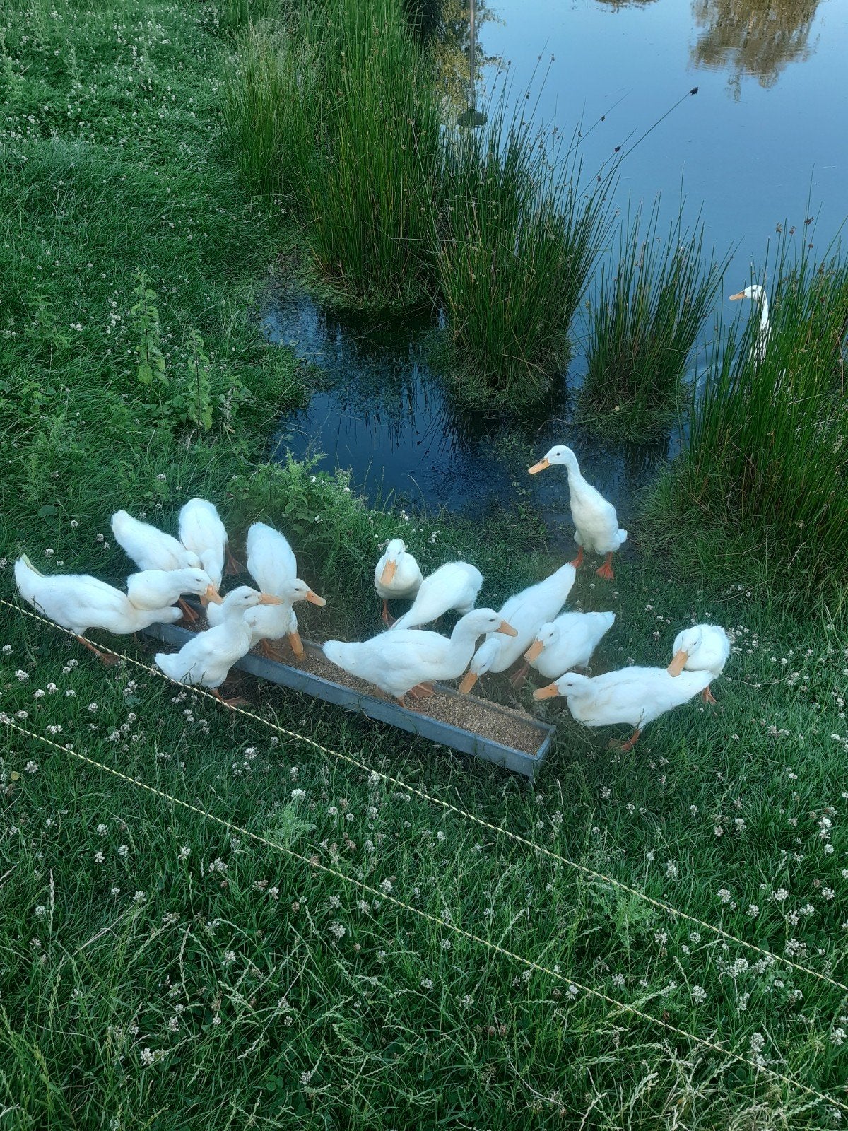 Loopeenden wit, Dieren en Toebehoren, Pluimvee, Meerdere dieren, Eend