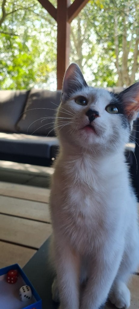 Twee lieve, sociale boerderijkittens zoeken nieuw huisje!, Dieren en Toebehoren, Katten en Kittens | Overige Katten, Kater, Kortharig