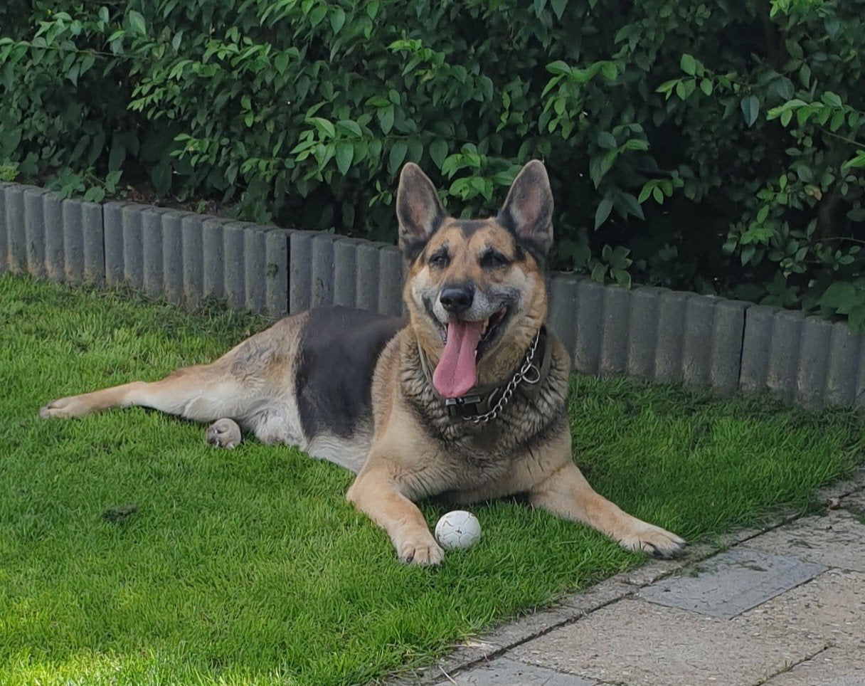 GEZOCHT: Hollandse Herder, Mechelse Herder of kruising., Dieren en Toebehoren, 8 tot 15 weken, Geslacht onbekend, Eén hond, Herder