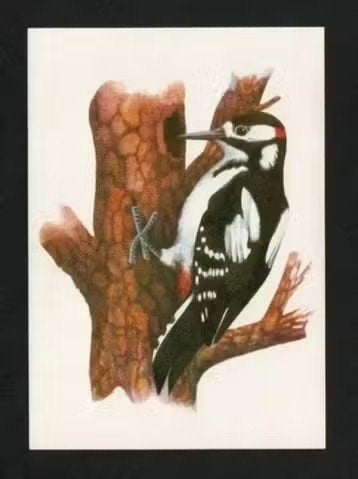 Grote Bonte Specht tegen Boom Dendrocopos Major, Ophalen of Verzenden, 1980 tot heden, Ongelopen, Vogel