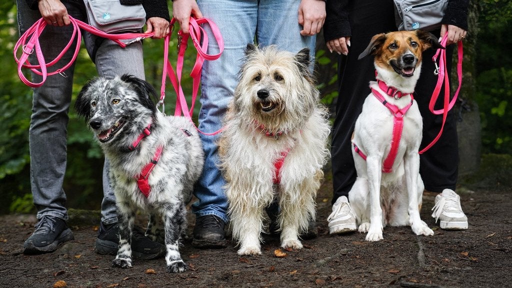 annyx hondentuig- etc . webshop- Halloween aanbieding, Overige merken, Hondentuig, Nieuw, Annyx