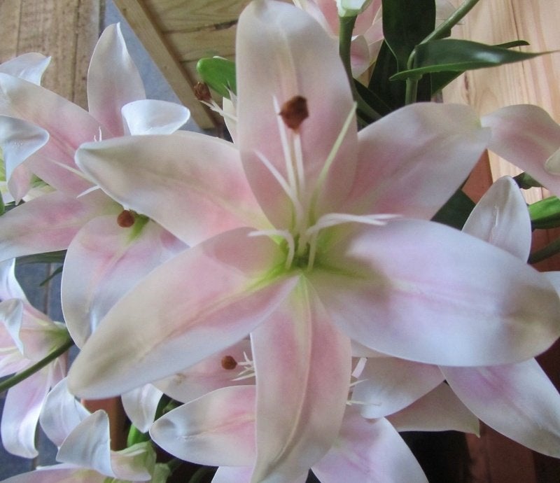 MICA TIJGER LELIE - REAL TOUCH - PLANT - KOOPJE, Ophalen of Verzenden, Nieuw