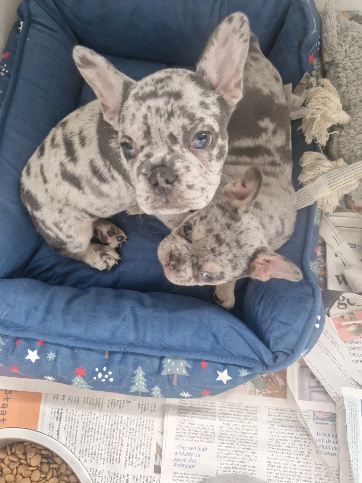 Franse bulldog pups, Reu, CDV (hondenziekte), 8 tot 15 weken, Bulldog