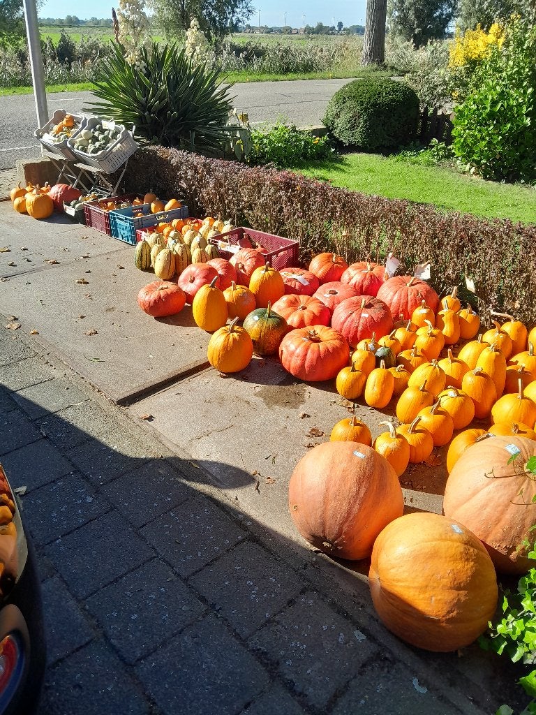 Pompoenen, Ophalen, Nieuw