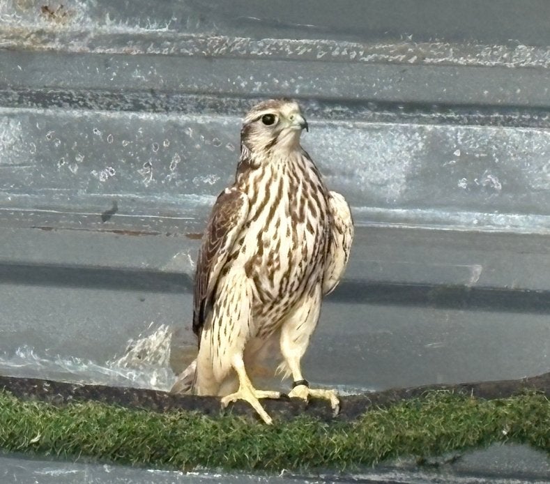 2 Sakervalk tarsels, Dieren en Toebehoren, Vogels | Overige Vogels, Mannelijk, Roofvogel, Geringd
