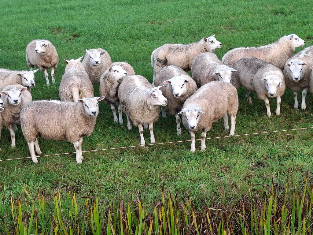 Dekrammen kruising boeren Texelaar/Engels Texelaar., Mannelijk, Schaap, 0 tot 2 jaar