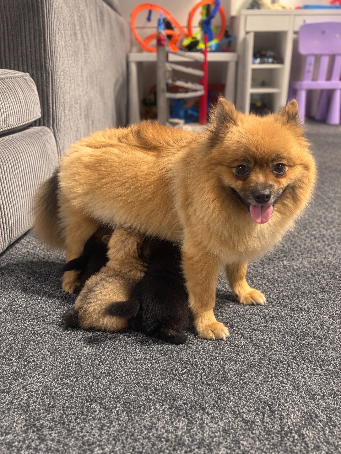 Pommeriaan x shih tzu pups, Keeshond, Meerdere, Meerdere dieren, Nederland
