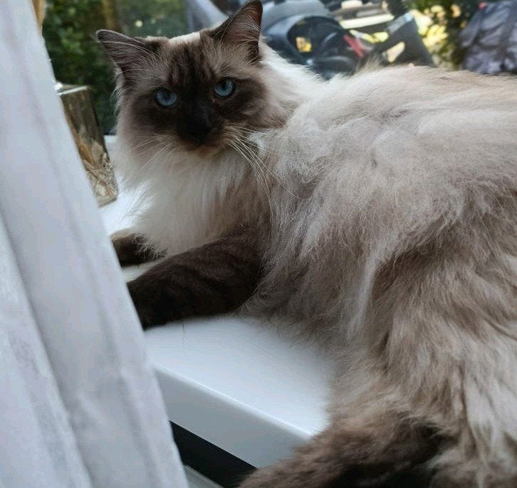 Tommy 3 jarige Ragdoll-(ex)kater