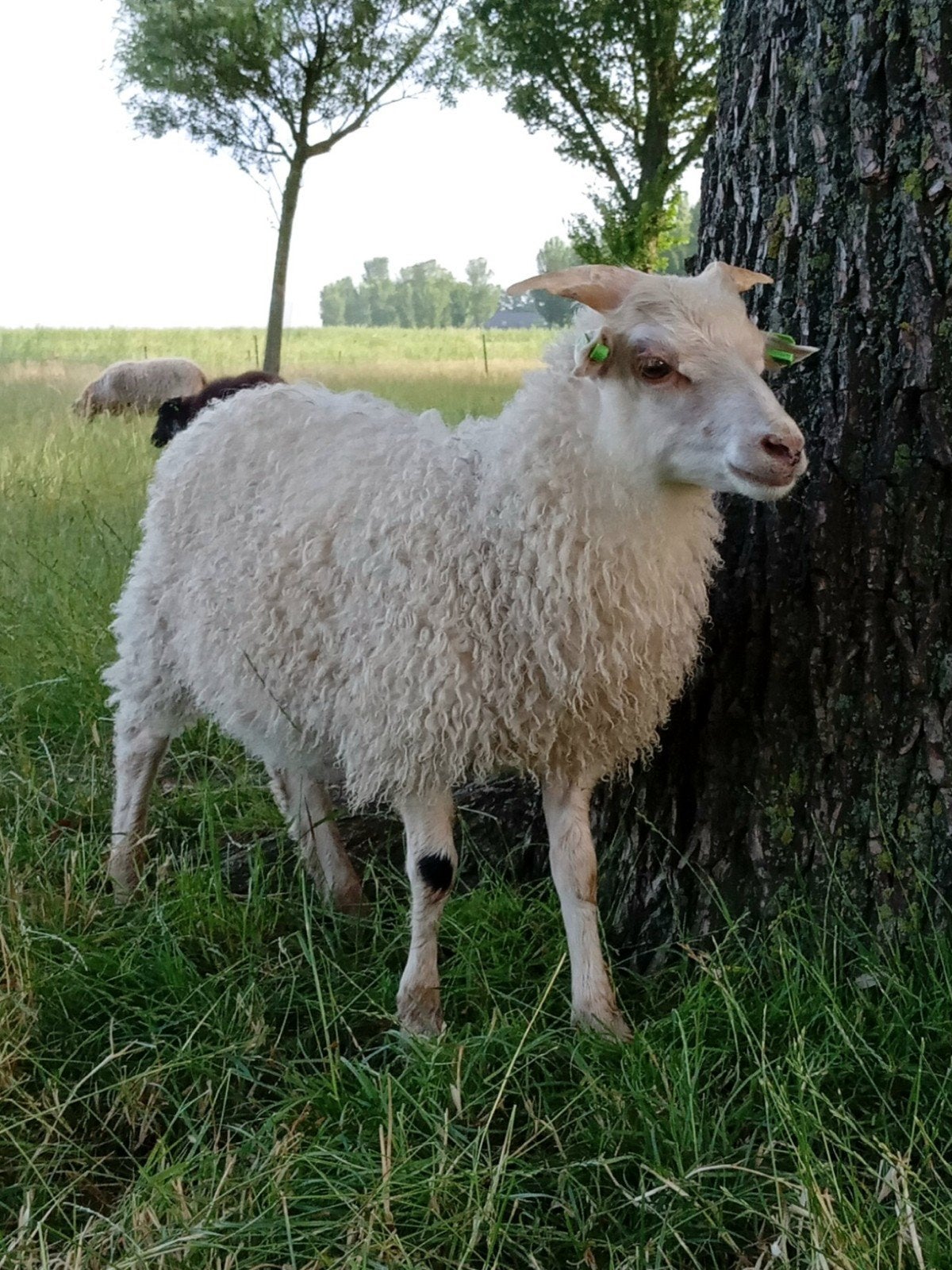 Ram lam Skudde x Drents heide schaap, Mannelijk, Schaap, 0 tot 2 jaar