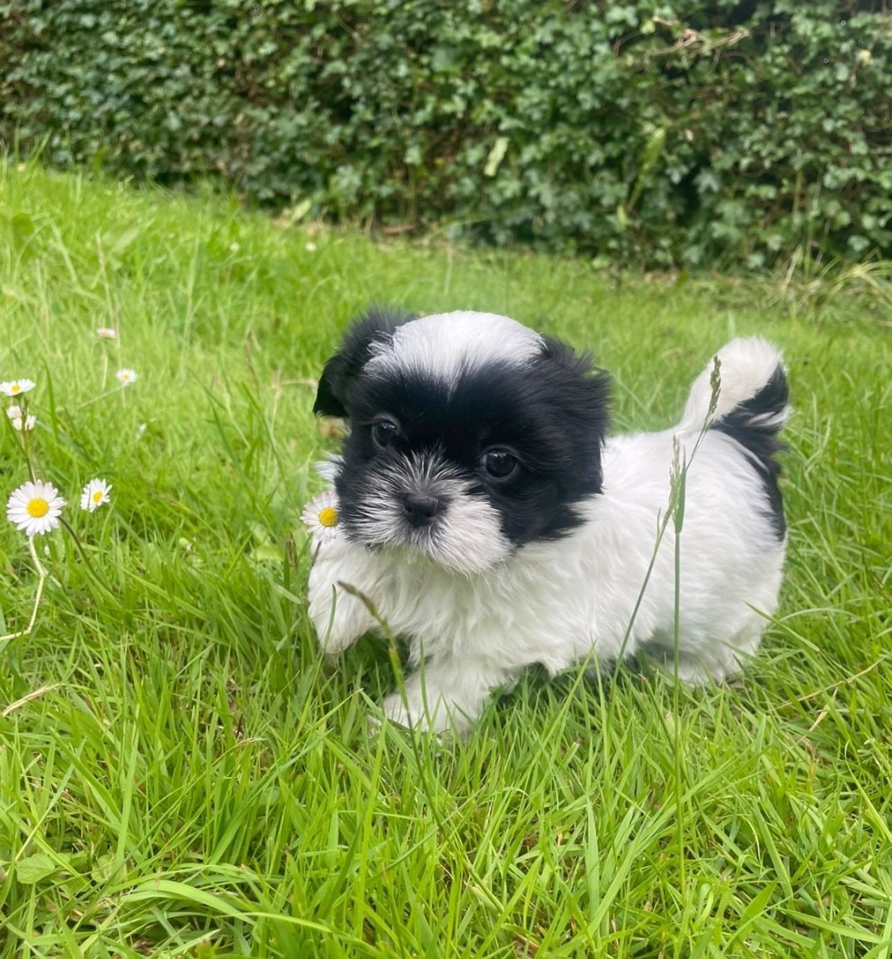 Prachtige boomer pups, Parvo, Overige rassen, 8 tot 15 weken, Meerdere
